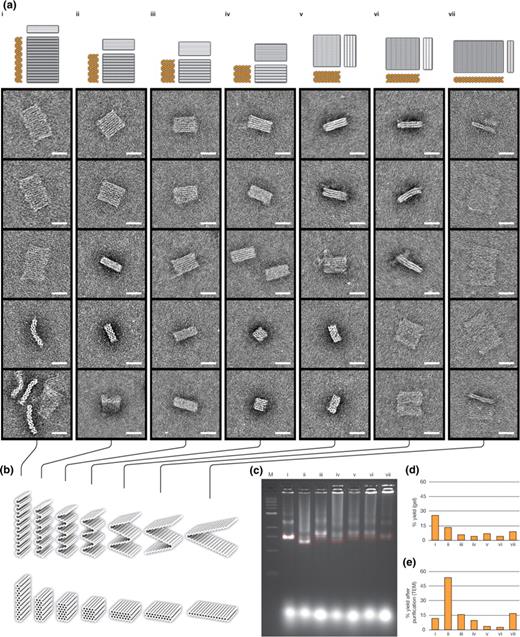 Transmission electron microscopy (TEM) and agarose-gel analysis of DNA-origami blocks. The nomenclature of the designs is m × n , where m is the number of x -raster rows, and n is the number of helices per x -raster row. (i), 15 × 4 motif; (ii) 10 × 6 motif; (iii) 8 × 8 motif; (iv) 6 × 10 motif; (v) 4 × 16 motif; (vi) 3 × 20 motif; (vii) 2 × 30 motif. ( a ) Cylinder-model projections and transmission-electron micrographs for rectangular-block designs. ( b ) Partially folded models, which do not represent the actual folding pathway, are displayed above fully folded models. Scaffold crossovers only occur between helices that are neighbors in the partially folded models. Thus, these models capture an important feature of the design: the path of the scaffold stays within a 2D surface. ( c ) Agarose-gel analysis of folding of blocks. Marker is a 1 kb ladder. Red boxes indicate the region of each lane that was counted as the fastest-migrating monomeric species for yield estimates in option d and that was physically extracted from the gel during purification before TEM imaging. The 6 × 10 design displays the fastest gel mobility. ( d ) Fraction of scaffold incorporated into fastest-migrating monomeric species, as estimated by ethidium-bromide-fluorescence intensity. ( e ) Fraction of well-folded species after gel purification, as estimated by image analysis of 100 randomly selected particles for each shape. Scale bars: 25 nm.