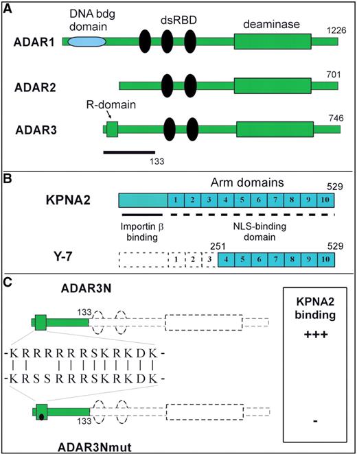 (A) The ADAR3 construct used as bait in the yeast two-hybrid interaction hunt (amino acids 1–133) is depicted in relation to full-length ADAR3 (amino acids 1–746) and the domain structures of ADAR1 and ADAR2. ADAR1 refers to the human main splice form ADAR1a and ADAR2 corresponds to the human main splice form ADAR2a (57). dsRBD, double-stranded RNA-binding domain; deaminase, catalytic adenosine deaminase domain; R-domain, arginine-rich sequence motif. (B) The library clone Y-7, isolated from the two-hybrid screen as ADAR3-binding protein is outlined in relation to the full-length human importin α1 (KPNA2) sequence (Genbank Accession NM_002266). (C) The point mutant ADAR3Nmut, where two arginines within the R-domain have been replaced by serines, is shown in comparison to the ADAR3N construct. The binding activity to KPNA2 importin alpha according to the yeast interaction assay is indicated.