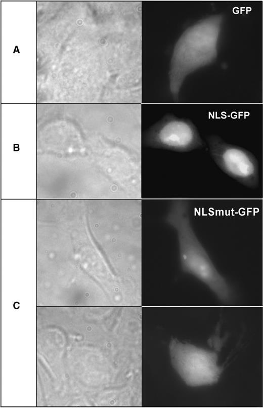 The R-domain of ADAR3 confers nuclear localization on GFP protein. HEK293 cells cultured on glass coverslips and transfected with expression plasmids EGFP (A), EGFP-NLS (B) or EGFP-NLSmut (C) were fixed after 24 h and examined by fluorescent microscopy. The native EGFP protein was preferentially observed in the cytoplasm (A), whereas the EGFP-NLS fusion protein with the ADAR3 R-domain sequence accumulated in the nucleus with strongest staining in the nucleoli (B). The mutated NLS sequence prevents nuclear accumulation of EGFP with some staining still seen in the nucleoli (C).