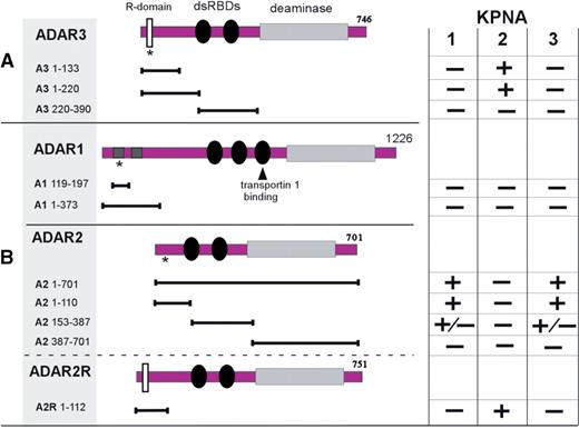 Interaction profiles of ADARs with importin alpha proteins. Depicted are ADAR3 (A) as well as ADAR 1, and 2 (B) expression constructs used in yeast two-hybrid interaction assays. Asterisks indicate the location of putative nuclear-localization signals; the dsRBD of ADAR1 that mediates transportin 1 shuttling (22) is indicated by an arrow. The binding activities of the listed constructs to KPNA1 to 3 importin alpha proteins according to a β-galactosidase assay on yeast colonies expressing pairs of proteins are indicated. In most cases, the results were either strongly positive (developing a blue color in less than 20 min) or clearly negative (no color after 24 h at 30°C). Occasionally, a weak signal developed after 12–24 h which is designated as ± in the table. dsRBDs: double-stranded RNA-binding domains; deaminase, catalytic adenosine deaminase domain; R-domain, arginine-rich sequence motif.
