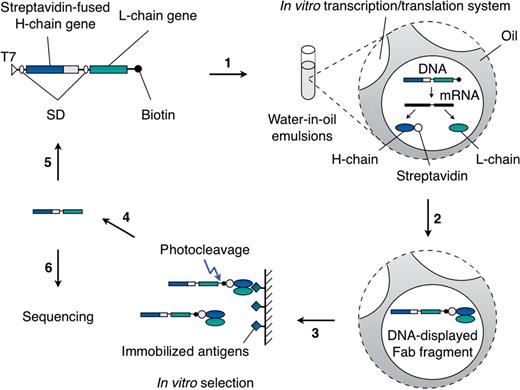 Scheme of in vitro selection of Fab fragments using DNA display. Step 1: The template DNA has two ORFs (a streptavidin-fused H-chain gene and an L-chain gene), one T7 promoter (T7) and two ribosomal binding sites (SD). The DNA library is biotinylated through a photo-cleavable linker and compartmentalized in water-in-oil emulsions containing an in vitro transcription/translation system. Step 2: In each micelle, a streptavidin-fused H-chain and an L-chain are expressed, forming a Fab fragment and linked to the corresponding DNA via streptavidin-biotin linkage. Step 3: DNA-displayed Fab fragments are recovered from the emulsion and subjected to in vitro antigen selection. Step 4: Selected DNA-displayed Fab fragments are exposed to UV irradiation at >300 nm to cleave the DNA for elution. Step 5: Selected DNA is amplified by PCR with biotinylated primers to make templates for the next round of selection. Step 6: After a suitable number of rounds of selection, the selected DNA is cloned and sequenced to identify the selected Fab fragments.