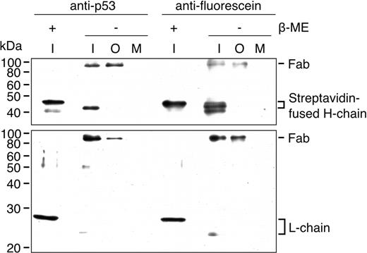 Confirmation of cell-free synthesis and function of streptavidin-fused Fab fragments. The template DNA for anti-fluorescein or anti-p53 Fab fragments was in vitro transcribed/translated and subjected to pull-down assay (see ‘Materials and Methods’ section) with fluorescein or p53 C-terminal peptide-immobilized beads, respectively. The input fraction before binding (I), the output fraction after binding with antigen-immobilized beads (O) and the output fraction after binding with mock beads with biotin (M) were resolved by 12.5% SDS–PAGE and detected by western blotting. Anti-myc mAb was used to detect the streptavidin-fused H-chain (upper) and anti-FLAG mAb was used to detect the L-chain (lower). Samples including β-mercaptoethanol (β-ME, +) showed higher mobility.