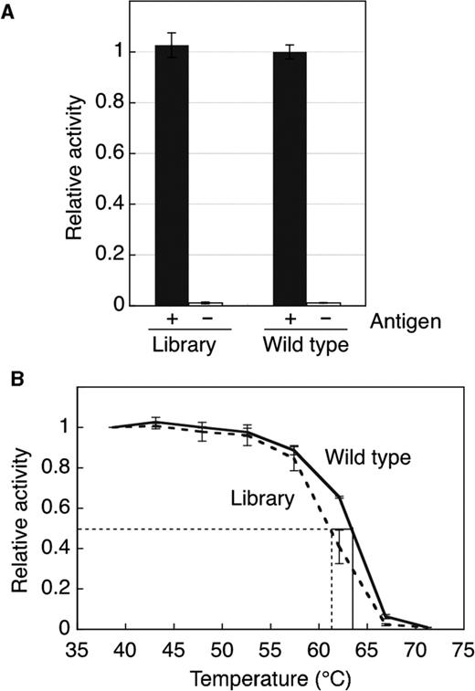 Binding activity and heat stability for the anti-fluorescein Fab fragment (wild type) and a mixture of the variants with randomized constant region (library). ( A ) Antigen binding activity at room temperature was measured by ELISA (see ‘Materials and Methods’ section). The absorbance at 450 nm (reference at 655 nm) of the wild type was used for normalization. ( B ) Heat denaturation curves of the wild type (solid line) and the library (dotted line) were measured by heat-denaturation ELISA (see ‘Materials and Methods’ section). The absorbance at 450 nm (reference at 655 nm) of each sample heated at 38.7°C was used for normalization.
