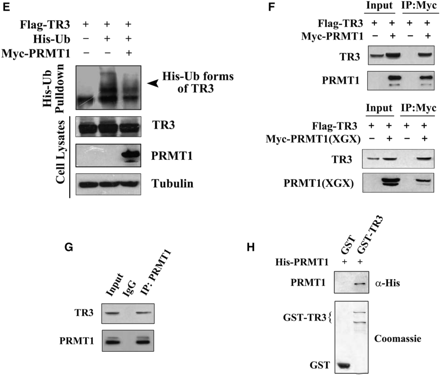 Upregulation of TR3 expression by PRMT1 is irrelevant to PRMT1 methylation activity. (A) Schematic presentation of the functional domains of TR3 (Bottom) with the comparison of its potential methylation site with those in hnRNP K and 53BP1 (Top). (B) In vitro PRMT1 methylation assay. GST-TR3 and its truncation mutants were separately incubated with PRMT1 protein immunoprecipitated from 293T cells. GAR was used as a positive control. (C) Effect of PRMT1 and its point mutant PRMT1 (XGX) on TR3 expression. Increased Myc-PRMT1 or Myc-PRMT1 (XGX) was transfected into 293T cells with or without Myc-TR3. The expression level of TR3 was assayed by western blotting with anti-myc or -TR3 antibody. Tubulin was used as the loading control. (D) Effect of PRMT1 and its point mutant on TR3 stability. Flag-TR3 with or without PRMT1/PRMT1(XGX) was transfected into 293T cells. The transfected cells were then treated with CHX (100 μg/ml) for the indicated times. TR3 expression levels were showed by western blotting using anti-Flag antibody (upper panel), and quantified by densitometry (down panel). Error bars indicate standard deviations (SD) of three independent experiments. (E) PRMT1 attenuated the ubiquitination of TR3. 293T cells were transiently transfected with Flag-TR3, His-ubiquitin or Myc-PRMT1 and subjected to the in vivo ubiquitination assay. (F) PRMT1 interacts with TR3. Flag-TR3, with or without Myc-PRMT1 or PRMT1(XGX) was transfected into 293T cells. Cell lysates were immunoprecipitated with anti-Myc antibody. The immunoprecipitates were then analyzed by western blotting using anti-Flag antibody for TR3 protein. (G) TR3 binds to PRMT1 in vivo. Cell lysates from 293T cells were immunoprecipitated with anti-PRMT1 antibody. The immunoprecipitates were then analyzed by western blotting using anti-TR3 antibody. (H) GST pull-down assay for determination of PRMT1-TR3 interaction in vitro. GST-TR3 was incubated with His-PRMT1 protein, and then subjected to Coomassie brilliant blue staining and western blotting with anti-His antibody to show TR3 and PRMT1 protein, respectively.