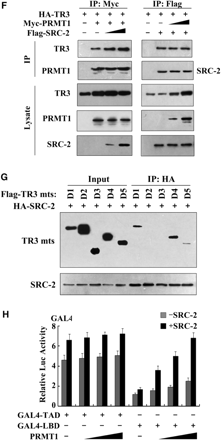 SRC-2 exerts a synergistic effect with PRMT1 on TR3 transactivation. (A) Effect of SRCs on TR3 transactivation. Increasing amount of SRCs, including SRC-1, SRC-2 and SRC-3, with or without PRMT1 were transfected into 293T cells. The reporter gene activity of NurRE was determined. (B) PRMT1 and SRC-2 enhanced the binding of TR3 to Cyclin D2 promoter. Myc-PRMT1, Myc-PRMT1 (XGX) and HA-SRC-2 were transfected into 293T cells as indicated. The binding of TR3 to Cyclin D2 promoter was determined by ChIP assay using anti-TR3 antibodies, and then quantified by qPCR. (C) Effect of PRMT1/SRC-2 on endogenous TR3 binding to the NurRE. Myc-PRMT1 and HA-SRC-2 were transfected into 293T cells as indicated. Nuclear extracts were prepared, with or without incubated with anti-TR3 antibody, and then subjected to the EMSA assay with the NurRE or NBRE as a probe. (D) Both PRMT1 and SRC-2 bound to TR3. 293T cells were transfected with Flag-TR3, HA-PRMT1 and HA-SRC-2. Cell lysates were immunoprecipitated with anti-HA antibody. The immunoprecipitates were then analyzed by western blotting using anti-Flag antibody to show the interaction of TR3 with PRMT1 and SRC-2, respectively. (E) SRC-2 interacted with TR3 in vivo. 293T cells were lysated and immunoprecipitated with anti-TR3 antibodies. The pellets were subjected to western blotting using anti-SRC-2 antibody. IgG was set as a negative control. (F) SRC-2 but not PRMT1 enhanced TR3-PRMT1 interaction. 293T cells were transfected with different plasmids as indicated. After transfection, cells lysates were immuoprecipitated with anti-Myc or anti-Flag antibodies, and then the immunoprecipitates were subjected to western blotting. (G) Determination of SRC-2-binding sites in TR3. 293T cells were transfected with HA-SRC-2 and different Flag-TR3 deletion constructs as indicated in Figure 2A. Cell lysates were immunoprecipitated with anti-HA antibody. The immunoprecipitates were analyzed by western blotting using anti-Flag antibody for TR3 proteins. (H) Synergistic effect of SRC-2 with PRMT1 on TR3 transactivation. 293T cells were transfected with increasing amount of PRMT1, together with GAL4 reporter gene and GAL4-TAD or GAL4-LBD in the absence or presence of SRC-2 as indicated. The luciferase activity was then determined.