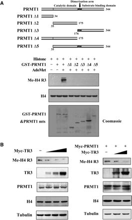 TR3 inhibits PRMT1 methyltransferase activity. (A) Full-length PRMT1 but not its truncation mutants methylate H4 R3 in vitro. GST-PRMT1 and its mutants (Top) were incubated with Histone and AdoMet, respectively. The reaction mixtures were resolved on SDS-PAGE, and visualized by anti-methyl-H4 R3 antibody. (B, C) TR3 exerted an inhibitory effect on the methylation of H4 R3 in vivo. Myc-TR3 (B) or siRNA-TR3 (C) was transfected into 293T cells with or without PRMT1. The in vivo methylation of H4 R3 was examined. (D) Effect of TR3 on the in vitro methylation of GAR by PRMT1. The methylation of GAR in vitro was determined with anti-dimethyl-arginine asymmetric antibody (ASYM24). (E) TR3 interacts with PRMT1 truncation mutants. Different GST-PRMT1 mutants were separately incubated with Flag-TR3 protein immunoprecipitated from 293T cells to detect their interactions by GST pull-down assay. (F) Effect of PRMT1 mutants on TR3 transactivational activity. Different PRMT1 truncation mutants were transfected into 293T cells. The luciferase activity of NurRE reporter gene was determined. (G) Effect of PRMT1 mutants on TR3 expression levels. Different PRMT1 truncation mutants together with Flag-TR3 were transfected into 293T cells. The expression levels of TR3 were determined by western blotting. (H) Effect of TR3 mutants on PRMT1-mediated H4 R3 methylation. Different TR3 mutants as indicated were transfected into 293T cells. The in vivo methylation of H4 R3 was examined.