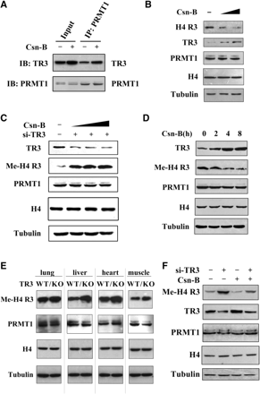 The role of TR3 agonist Csn-B in both cells and mice. (A) Csn-B enhanced TR3 interaction with PRMT1. HepG2 cells were treated with Csn-B (10 μM) for 5 h, and then the cell lysates were prepared. Co-IP assay was performed as described in Figure 1E. (B) Csn-B inhibited PRMT1 methylation on H4 R3 in HepG2 cells. Cells were treated with increased doses of Csn-B, and then the in vivo methylation of H4 R3 was examined with anti-methyl-H4 R3 antibody. The expression levels of PRMT1, TR3 and Histone H4 were determined by western blotting. (C) Inhibition of Csn-B on PRMT1 methylation was abolished by siRNA against TR3. HepG2 cells were transfected with si-TR3 and then treated with increased doses of Csn-B. The in vivo methylation of H4 R3 was examined with anti-methyl-H4 R3 antibody. (D) A correlation between increased TR3 expression level and reduced PRMT1 methylation activity upon Csn-B treatment. HepG2 cells were treated with Csn-B for the indicated times. The in vivo methylation of H4 R3 was examined with anti-methyl-H4 R3 antibody. (E) Comparison of methylation activity of H4 R3 between wild-type C57 mice and TR3–/– C57 mice. Different tissues, including lung, liver, heart and muscle, were taken from the mice. Protein lysates were prepared, separated by SDS-PAGE and probed with anti-methyl-H4 R3, anti-PRMT1, Histone H4 and anti-Tubulin antibodies, respectively. (F) Effect of Csn-B on PRMT1 methyltransferase activity in nude mice. Nude mice were devised into four groups: lane 1, the mice were injected with gastric cancer BGC-823 cells; lane 2, the mice were injected with expressing siRNA-TR3 BGC-823 cells; lane 3, the mice were administrated with the dose of 50 ng Csn-B/g bodyweight intraperitoneally every 3 days for 4 weeks; lane 4, the mice expressing si-TR3 were administrated with Csn-B the same as the lane 3 group. Four weeks later, the mice were executed and the formed tumors were taken. Protein lysates were prepared, separated by SDS-PAGE and probed with anti-methyl-H4 R3, -PRMT1, -TR3, Histone H4 and -Tubulin antibodies, respectively.