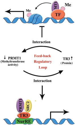A working model to illustrate the feedback regulatory loop between PRMT1 methyltransferase activity and TR3 protein level.