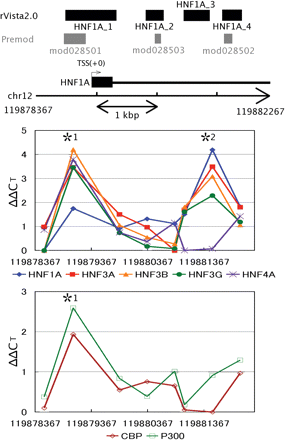 HNFs (HNF1A, HNF3A, HNF3B, HNF3G and HNF4A) occupancy analysis in proximal upstream region of and within the human HNF1A gene. X-ChIP/qPCR analysis was carried out with specific primer sets covering each of the potential HNF binding sites detected in the conserved regions. The enrichment of the target sites was evaluated as the differences between ΔCTsample and ΔCTcalibrator (ΔΔCT) (see ‘Materials and methods’ section for the details). SD values of the differences were calculated and the paired Student's t-tests were made to calculate P-values. The normalized mean ΔΔCT value is plotted against the nucleotide position at the center of each of the corresponding DNA segments amplified (see Supplementary Table 1 for details). The lowest ΔΔCT was normalized to 0 in the region of each TRF. Coincidental enrichment of the target sites with antibodies specific to cofactors, p300 and CBP, was also assessed with the same chromatin samples. In vivo bindings of HNF1A, HNF3B, HNF3G, HNF4A, CBP and p300 to the *1 region and HNF1A, HNF3B and HNF3G to the *2 region cleared the following criteria: mean ΔΔCT ≥ 1.0, mean ΔΔCT ≥ 2× SD, and P < 0.01. Base positions are indicated at both sides of the chromosome fragment and beneath the x-axes.