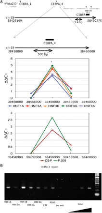 HNFs occupancy analysis in upstream and downstream regions of the human CEBPA gene. (A) The experimental setting is the same as that in Figure 2. In the region with an asterisk, in vivo bindings of HNF1A, HNF3A, HNF3B, HNF3G, HNF4A, CBP and p300 cleared the criteria for enrichment as described in the footnote of Figure 2. (B) DNA samples recovered from the X-ChIP as in (A) were amplified by PCR and electrophoresed in a 3% agarose gel. The precipitates obtained without antibodies (no anti) and genome DNA (input) were also used for PCR amplification as the controls.