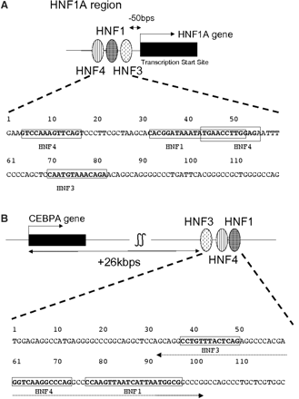 Nucleotide sequences of some of the putative combinatorial regulatory regions identified. Sequence corresponding to the TRANSFAC matrix for each TRF binding is indicated by boldface in a rectangle. (A) HNF1A_1 (nucleotide number 1 corresponds to −267 relative to the TSS); (B) CEBPA_4 (nucleotide number 1 corresponds to +26278 relative to the TSS). The dotted line with arrows at both sides shows the region used as the 70-bp probe in EMSA.