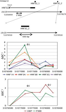 HNFs occupancy analysis in the 3′-flanking and far downstream regions of the human HNF3G gene. The experimental setting is the same as that in Figure 2. In vivo bindings of HNF1A, HNF3A, HNF3B, HNF3G, HNF4A, CBP and p300 to the *1 region and the only cofactors (CBP and p300) to the *2 region cleared the enrichment criteria as described in the footnote of Figure 2.