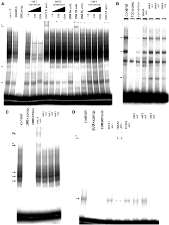 In vitro binding of HNFs to the regulatory region located downstream of the CEBPA gene. HepG2 nuclear extracts were incubated with the 70-mer probe containing the recognition sequences for HNF1, HNF3 and HNF4 or each of the TRF-specific probes (control). Competition assays were carried out with the equimolar (1×), 10-fold (10×) or 100-fold (100×) molar ratio of unlabeled probes (comp.), each of the TRF-specific consensus sequences (consensus) or mutated sequences of each of the TRF recognition sites (m1, 2 and 3). Specific antibody raised against each TRF (HNF1A, HNF3A, HNF3B, HNF3G and HNF4A anti.) was used for supershift assay. (A) 70-mer probe, (B) HNF4-specific probe, (C) HNF1-specific probe, (D) HNF3-specific probe. TRF-specific complexes are showed by arrows (→) and supershifted complexes are showed by arrows with an asterisk (*→).