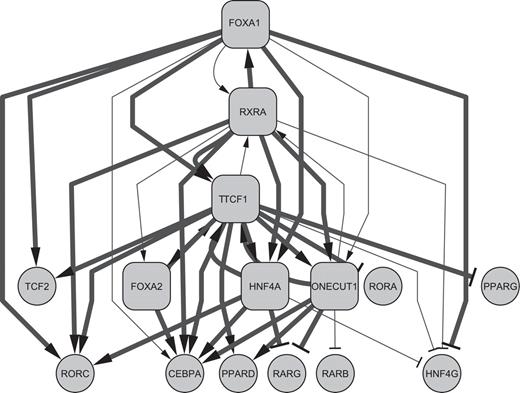 A highly probable static inter-TRF TRN in HepG2 cells. The edges presented were identified by Matrix RNAi perturbation. Highly significant edges confirmed by X-ChIP/qPCR are drawn in thick lines. Rhombus boxes represent TRFs that were tested in X-ChIP/qPCR. TRFs lacking a significant binding data are excluded from this figure. Autoregulation of all of these six TRFs was demonstrated but not drawn for clarity. Lines with arrowheads and T-shaped termini show positive and negative regulatory edges, respectively.