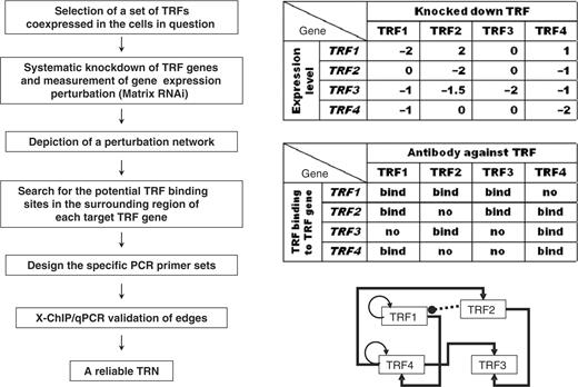 Strategy flow of matrix RNAi-based TRN analysis. (Left) The experimental flow chart, (right) top, example of matrix RNAi results; middle, example of TRF binding results; bottom, example of the validated TRN (TRF1 and TRF4 are autoregulated; black arrows indicate a positive regulatory edge, and the dashed line with a black circle from TRF2 to TRF1 indicates negative regulation.