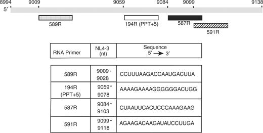 Schematic diagram of the RNA primers used in this study. The gray rectangle represents nt 8994–9138 from the 3′-end of the HIV-1 NL4-3 RNA genome (numbering according to GenBank accession number: AF324493) (70). The RNA primers (each 20 nt) are shown beneath the gray rectangle and the tick marks are placed according to the position of the first base in the primer sequence in the viral RNA genome. Note that in the case of the PPT, we used a primer containing the PPT plus the five downstream bases, so that all primers would be the same size. The five additional bases are removed by RNase H to generate the actual PPT primer (9). Symbols: 589R, stippled; 194R (PPT+5), open; 587R, solid; and 591R, hatched. The table below the diagram indicates the nt positions and the sequence (5′ to 3′ direction) of each primer.
