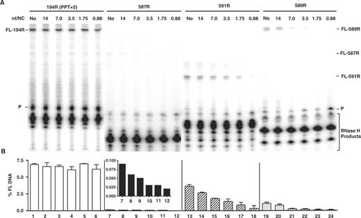 Effect of HIV-1 NC on plus-strand initiation with four RNA primers. The 194R (PPT+5), 587R, 591R and 589R primers were extended by HIV-1 RT in the absence or presence of HIV-1 NC. (A) Gel analysis. FL DNA products synthesized during primer extension after incubation at 37°C for 30 min in the absence (No) (lanes 1, 7, 13, 19) or presence of increasing concentrations of HIV-1 NC as follows: 14 nt/NC (0.17 µM), lanes 2, 8, 14, 20; 7 nt/NC (0.34 µM), lanes 3, 9, 15, 21; 3.5 nt/NC (0.7 µM), lanes 4, 10, 16, 22; 1.75 nt/NC (1.4 µM), lanes 5, 11, 17, 23; 0.88 nt/NC (2.7 µM), lanes 6, 12, 18, 24. The positions of the primer (P) and the FL DNA products formed by 587R (55 nt), 591R (40 nt) and 589R (85 nt) are shown on the right and for 194R (80 nt), on the left. The bracketed bands are RNase H cleavage products. The sizes of the DNA products were verified with appropriate markers. (B) Bar graphs showing the percentage of total radioactivity in a given lane present as the FL 32P-labeled DNA (% FL DNA) as a function of NC concentration. The numbers below each bar in the bar graph also correspond to the lane numbers of the gel. Note that the inset in the bar graph for 587R shows the values for % FL DNA on an expanded scale. Symbols: 194R (PPT+5), open bars; 587R, filled bars; 591R, hatched bars; and 589R, stippled bars.