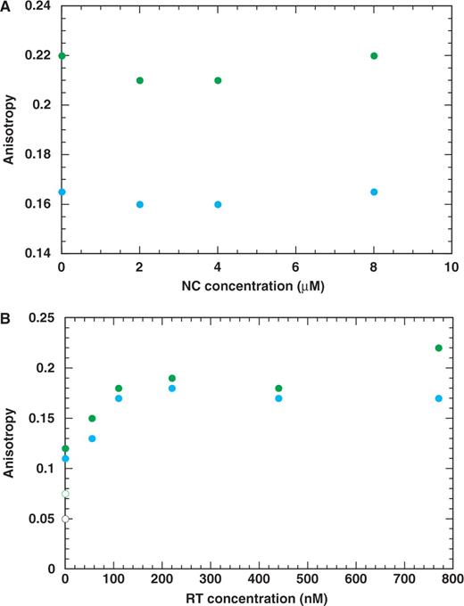 Competition binding experiments with RT and NC to PPT (blue) and 591 (green) duplexes. The duplexes (20 nM) were prebound to 500 nM RT (A) and to 1000 nM NC (B). FA values for the protein-free duplexes were approximately 0.05 and 0.08 for the PPT and 591 duplexes, respectively.