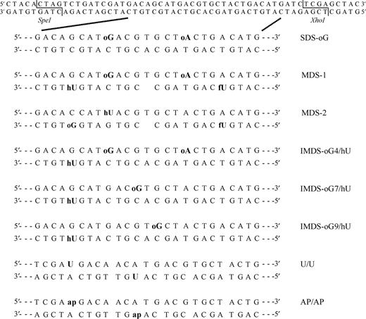 Duplexes carrying damaged sites used in this study. Oligonucleotides carried 8-oxoguanine (oG), 8-oxoadenine (oA), 5-hydroxyuracil (hU), 5-formyluracil (fU), uracil (U) or abasic site (AP) (obtained by conversion of uracil to AP site by UDG). Duplexes containing a U and an AP site in the two orientations were also used. oG was located at 4 bp from hU in MDS-1, MDS-2 and IMDS-oG4/hU, at 7 and 9 bp from hU in IMDS-oG7/hU and IMDS-oG9/hU, respectively. MDS-1 and MDS-2 carried a 1-nt gap terminated by 3′-OH and 5′-OH. Undamaged (upper) and damaged duplexes are 56-bp long and harbored SpeI and XhoI restriction sites at each extremity.
