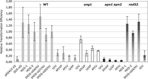 RTE of wild-type and repair deficient cells by replicative vector carrying diverse damaged duplex. Wild-type cells or ung1, apn1 apn2 or rad52 cells were transformed with pRS415 plasmid linearized by cleavage with SpeI and XhoI restriction enzymes (pRS415 XS, control ligation), or carrying SDS-oG, MDS-1, MDS-2, IMDS-oG4/hU, IMDS-oG7/hU, IMDS-oG9/hU, U/U, AP/AP, AP/U, U/AP constructs or undamaged oligonucleotide. RTE was calculated as the ratio of the transformation efficiency with pRS415 XS or with vector carrying a damaged duplex to the transformation efficiency with vector carrying undamaged oligonucleotide. Error bars represent the SD for at least three independent experiments. For each strain, in each independent experiment, the same stock of competent cells was transformed with all the tested MDS.