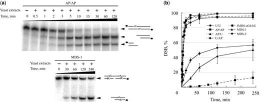 Assessment of DSB formation during repair. 32P-labeled (*) duplexes were incubated with 20 μg of proteins from whole cell extracts at 37°C for various period of time and separated on 12% nondenaturing polyacrylamide gels. (i) Representative polyacrylamide gels demonstrating DSB formation following incubation of duplexes AP/AP and MDS-1 with yeast whole-cell extract for various periods of time. (ii) rates of DSB induction by cell extract in duplexes U/U, AP/AP, AP/U, U/AP, MDS-2, MDS-1 and IMDS-oG4/hU. Two different cell extracts were used. Data represent the means of at least two independent experiments for each extract.
