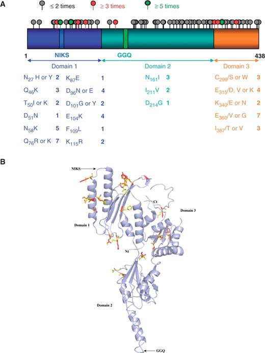 Distribution of the mutations in the SUP45 gene and eRF1 protein. (A) Schematic representation of the SUP45 gene divided into three functional domains. The mutations identified in this study are represented alongside the gene by a gray circle for positions at which mutations were found once or twice, a red circle for mutations found three to five times, and a green circle for mutations found at least five times. All mutants studied are shown below, with the number of times they were found. Mutations found only once are indicated when they are the only mutation identified in the gene. (B) Schematic 3D representation of the eRF1 protein using 1DT9 pdb file. Amino- and carboxy-terminal extremities and each domain are indicated. Functional motifs (GGQ and NIKS) are also shown. Mutated residues are shown in stick representation in yellow and mutations are displayed in red or orange.