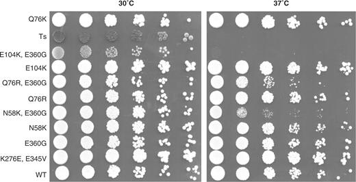 Hyperactive eRF1 mutants can complement the deletion of the SUP45 gene. The FS1ΔS strain was transformed with a plasmid carrying sup45 mutants and plated on selective media for this plasmid. Rescue plasmid carrying wild-type SUP45 gene was shuffled by plating the colonies on media containing 5FOA. The growing cells were transferred to a selective liquid culture until they reached 1 OD600 and were serially diluted. Plates were incubated either at 30 °C or 37 °C to test for thermosensitivity. Ts denotes the MT557/3b strain carrying a thermosensitive sup45 allele; E104K, E360G; Q76R, E360G; N58K, E360G; are double mutants created by directed mutagenesis, combining mutations identified independently during the screen within the same molecule.