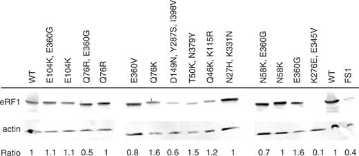 Analysis of the expression of eRF1 variant alleles. Yeast cells carrying the various eRF1 alleles were grown to mid log phase. Equivalent amounts of proteins were incubated with antibodies directed against either eRF1 or actin. Ratio of eRF1 to actin proteins is indicated for each mutant. WT denotes the FS1ΔS strain carrying the SUP45wt gene. FS1 denotes the WT strain without the deletion of the SUP45 gene. All the mutants are named by their mutations. The ratios are equivalent for all the mutants, but K276E, E345V which is 10-fold lower than in the wild-type. Despite this low level of eRF1 this mutant still displays a strong termination phenotype.