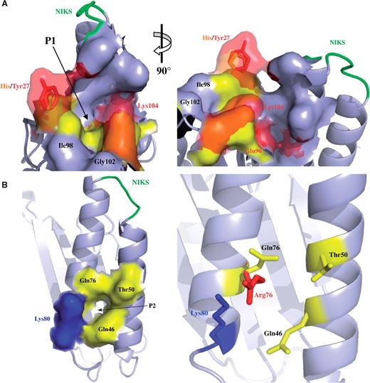 Structural model of mutations identified in eRF1. (A) The left panel shows P1 in the same orientation as shown in Supplementary Figure S3B. Wild-type amino acids are displayed in yellow, whereas mutated residues are shown in red and orange. The changes induced by these mutations at the surface of the protein are shown in transparency surface mode. The right panel is rotated as indicated to give a more detailed view. (B) The left panel is a surface representation of P2 with labeling of the four residues creating the pocket 2. The three residues found mutated are shown in yellow; the residue with no associated mutation is shown in blue. The right panel is a magnification of the image showing P2 with the same orientation. The residue Arg76 found in our screen is shown in red.