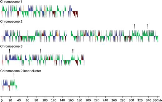 Centromere structures. Symbols above each chromosome's center line show features oriented towards the core of the chromosome, features below the line are oriented towards the upper end of the chromosome. The DIRS elements are depicted as green half-arrows. DNA transposons are in blue and skipper and DGLT elements in brown. The red triangles show the rDNA palindrome sequence whereas the orange hue indicates nonunique sequences not derived from transposons. Black triangles above the figures indicate gap locations.