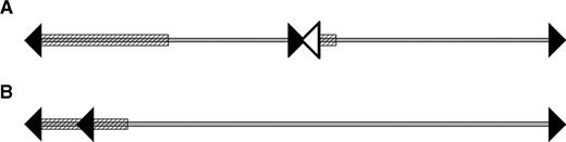 Schematic overview of the centromeric rearrangements in centromeres 2 (A) and 3 (B) Arrowheads indicate rDNA palindrome sequences. The arrowhead direction gives the sequence direction from center to end of the rDNA palindrome. The rDNA palindrome sequence represented as empty arrowhead is only supported by theoretical evidence. Light gray line: unique chromosome sequence. The diagonal streaked rectangles depict the regions occupied by DIRS elements.