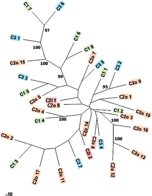 Phylogenetic tree of complete DIRS elements on the different chromosomes. The location of the DIRS elements is indicated by color (chromosome 1 green, chromosome 2 orange, chromosome 3 blue). The numbers after the chromosome indicator (C1; C2; C3) are given in ascending order beginning from the telomeric end. Chromosome 2 origins are also indicated by o (outer centromere) and i (inner centromere like). Only bootstrap values above 90% are shown. The scale is shown as a black bar.