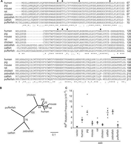 (A) AID amino acid sequence alignments. Identical and similar residues are indicated by asterisks and colons, respectively. Positions of amino acid substitutions are indicated with filled circles, and the C-terminal deletion is indicated with a horizontal line. (B) Phylogenetic tree of the AID genes used. Branch lengths represent the evolutionary distance in nucleotide changes per codon (see scale bar). The bootstrap (confidence) value for each branch is indicated. (C) Mutation of E. coli genomic DNA by various vertebrate AID proteins. Each ‘x’ represents the mutation frequency of an independent culture, calculated as the number of RifR colonies per viable cell. Six independent cultures were assayed for each AID variant, and the median mutation frequencies are indicated by the horizontal bars. Vector represents the background level of mutation in ung-deficient E. coli.