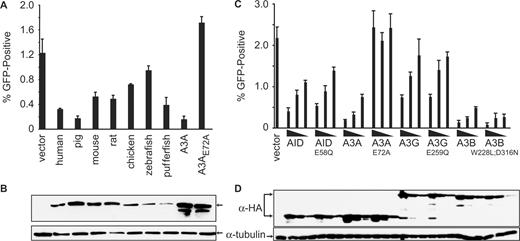 Inhibition of L1 retrotransposition by AID and A3 proteins. (A) Percentage of the drug-resistant cells that were GFP-positive 5 days after transfection with the L1 and indicated AID/A3A plasmids. Bars represent the mean of three independent transfections. Error bars represent the standard deviation. (B) Western blot showing expression of the HA-tagged AID/A3 proteins from a representative experiment from (A). Tubulin is a loading control. (C) Comparison of the percentage of the drug-resistant cells that were GFP-positive 5 days after transfection with L1 and varying amounts of the indicted AID and A3 plasmids and their corresponding catalytically inactive mutants. The amount of AID/A3 plasmid transfected is indicated below the graph (1.0, 0.5 or 0.25 μg). The histogram bars represent the mean of three independent cultures, and the standard deviation is shown. (D) Western blot analysis of the protein expression levels from the experiment in (C). Tubulin is a loading control.
