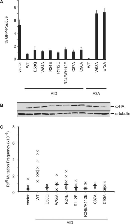 Effect of AID catalytic and DNA-binding mutants on L1 retrotransposition. (A) Percentage of puromycin-resistant cells that were GFP-positive 5 days after transfection with the L1 and indicated AID variants. A3A and A3AE72A were included as controls. Histogram bars represent the mean of three independent cultures, and the standard deviation is shown. WT, wild-type. (B) Western blot showing expression of the HA-tagged proteins from a representative experiment from (A). Tubulin is a loading control. (C) E. coli-based RifR mutation assay. Each ‘x’ represents the mutation frequency of an independent culture, calculated as the number of rifampicin-resistant colonies per viable cell. Eight independent cultures were assayed for each AID variant, and the median mutation frequencies are indicated by the horizontal bars. Vector represents the background level of mutation.