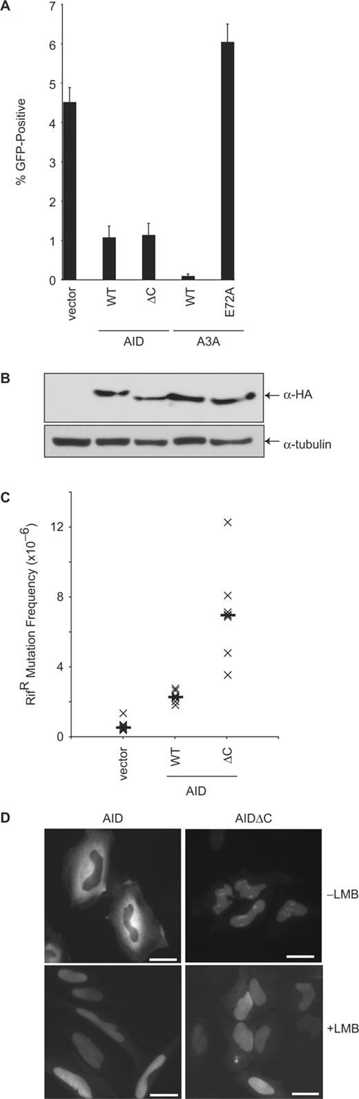 Effect of a nuclear export-defective AID mutant on L1 retrotransposition. (A) Percentage of puromycin-resistant cells that were GFP-positive 5 days after transfection with the L1 and indicated AID variants. A3A and A3AE72A were included as controls. Histogram bars represent the mean of three independent cultures, and the standard deviation is shown. WT, wild-type. (B) Western blot showing expression of the HA-tagged proteins from a representative experiment from (A). Tubulin is a loading control. (C) E. coli-based RifR mutation assay. See the legend to Figure 3C for assay and label details. (D) Localization of GFP-tagged AID and AIDΔC in HeLa cells, in the presence and absence of leptomycin B. The scale bars represent 25 μM.