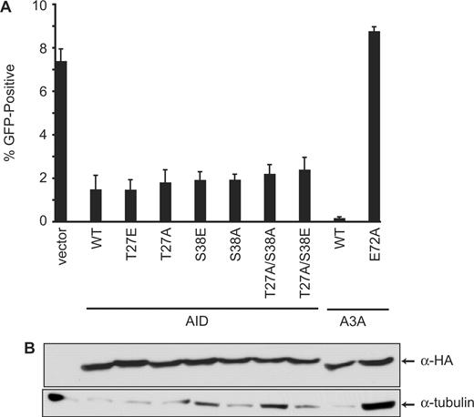 Inhibition of L1 transposition by AID phosphorylation site mutants. (A) Percentage of puromycin-resistant cells that were GFP-positive 5 days after transfection with the L1 and indicated AID variants. A3A and A3AE72A were included as controls. Histogram bars represent the mean of three independent cultures, and the standard deviation is shown. WT, wild-type. (B) Western blot showing expression of the HA-tagged proteins from a representative experiment from (A). Tubulin is a loading control.