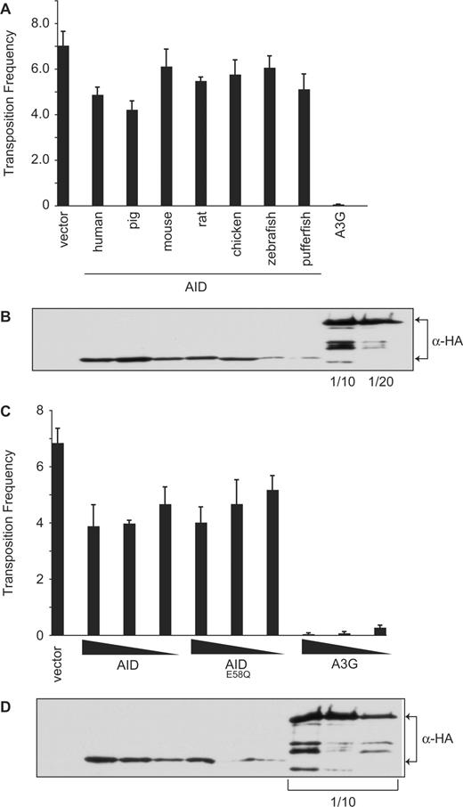 Effect of AID on MusD retrotransposition. (A) The transposition frequency of MusD in HeLa cells co-transfected with the MusD plasmid and the indicated AID-HA or A3G-HA expression vectors, and a GFP marker plasmid. Transposition frequency was calculated as the number of neomycin-resistant colonies/transfection efficiency (percent GFP+). Histogram bars represent the mean of three independent cultures, and the standard deviation is shown. P-values were calculated for each construct using the Student's t-test and are as follows: human, P = 0.0055; pig, P = 0.0020; mouse, P = 0.40; rat, P = 0.014, chicken, P = 0.14; zebrafish, P = 0.25; pufferfish, P = 0.032; A3G, P = 0.000013. (B) Western blot showing expression of the HA-tagged proteins from a representative experiment from (A). The A3G lysate was diluted 1/10 or 1/20, as indicated. (C) The transposition frequency of MusD in HeLa cells co-transfected with the MusD plasmid and varying amounts the AID, AIDE58Q or A3G expression vectors, and a GFP marker plasmid. The amount of AID/A3G plasmid transfected is indicated below the graph. Transposition frequency is calculated as the number of neomycin-resistant colonies/transfection efficiency (percent GFP+). Bars represent the mean of three independent cultures. Error bars indicate the standard deviation from the mean. (D) Western blot showing expression of the HA-tagged proteins from a representative experiment from (C). The A3G lysates were diluted 1/10, as indicated.