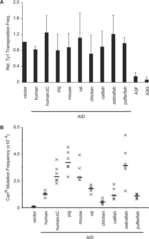 Effect of AID on Ty1 retrotransposition. (A) The transposition frequency of Ty1 in yeast cells expressing the indicated untagged AID or A3 (A3F, A3G) proteins or empty vector. The transposition frequency was calculated as the number of HIS+ colonies per viable cell. The vector control was normalized to 1 for each experiment. Histogram bars represent the mean of the medians from four independent experiments (actual mean for vector = 2.8 × 10−6) and error bars represent the standard deviation. (B) Yeast-based CANR assay for DNA mutation. Each ‘x’ represents the mutation frequency of an independent culture, calculated as the number of CANR colonies per viable cell. Six independent cultures were assayed for each AID variant, and the median mutation frequencies are indicated by the horizontal bars. Vector represents the background level of mutation in UNG-deficient yeast.