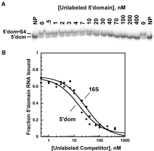 Competitive binding of Bst S4 to the 16S 5′ domain RNA. (a) S4 binding measured by gel mobility shift. 0.5 nM 32P-labeled and 0–400 nM unlabeled 5′domain RNAs were incubated with 31.5 nM Bst S4 in HKM4 buffer at 42°C. Gel is 8% polyacrylamide in TBE. NP, 32P-5′domain RNA only. (b) The fraction of complexed 32P-labeled 5′domain RNA versus competitor RNA was fit to Equation (1). Filled circles, 5′ domain (Kd, 5′domain = 5.5 ± 2.6 nM); filled squares, 16S rRNA (Krel = 1.6 ± 0.8).
