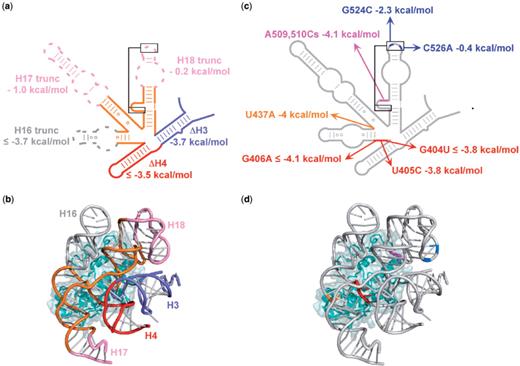 Sequence requirements for S4 binding. Energetic costs of deletions and point mutations in the 5WJ were obtained from competitive S4-binding assays against 32P-labeled 5WJ RNA at 42°C in HKM4 buffer. See Supplementary Data for further information. (a,b) Deletions in the 5WJ, and differences in dissociation free energy (ΔΔG), relative to the parental 5WJ RNA. (c,d) Base substitutions, as in (a). (b) and (d) Tertiary structure of 5WJ•S4 showing the deletions and mutations, colored as in (a) and (c), respectively, with S4 in cyan. Ribbons made with PDB 2AVY (41) using PyMOL (DeLano Scientific, http://www.pymol.org).