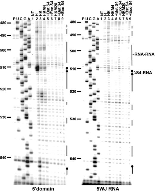 Hydroxyl radical footprinting on 5′ domain and 5WJ RNAs with S4. Representative footprinting gels covering nucleotides 480–544. The RNAs were probed under different buffer conditions at 42°C (lanes 4–6, HKM4; lanes 7–9, HKM20), with Bst (lanes 5 and 8) and Eco (lanes 6 and 9) S4. UCGA, dideoxy sequence ladders; P, reverse transcriptase pausing control; NT, untreated RNA. The vertical bars next to the lanes represent regions of protection from hydroxyl radical cleavage. Black bars, RNA–RNA interactions, black circles, S4–RNA interactions.