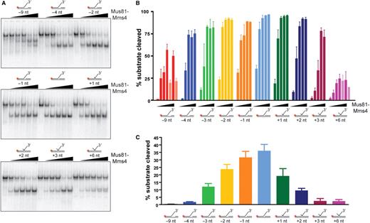 Mus81-Mms4 prefers duplex DNA flush to a joint molecule branch point. (A) Sample gels. Mus81-Mms4 activity was tested on DNA joint molecules related to a 3′-flapped structure, varied only by the 5′ end position of upstream duplex DNA. Duplex arm position was retreated from the branch point by 9 nt, 4 nt, 3 nt, 2 nt and 1 nt, and advanced from the branch point to a 5′ flap by 1 nt, 2 nt, 3 nt and 6 nt. Substrate concentration was defined by nonradiolabeled joint molecule fixed at 50 nM, and heterodimer was titrated at 0, 5, 10, 20, 50 and 100 nM heterodimer. Reactions were incubated at 30°C for 30 min and resolved by electrophoresis on native 10% PAGE–TBE gels, 100 V, 65 min. (B) Quantitation of results in (A), expressed as percent substrate cleaved during the nuclease assay. Incision at alternative sites occurs at high heterodimer concentrations (50 and 100 nM heterodimer) on structures with a 9-nt gap or 6-nt 5′-flap, indicated on the graph by pale bars. (C) Results in (A) and (B) under assay conditions where Mus81-Mms4 is limiting relative to substrate (5 nM heterodimer). The means and standard error of three independent assays are plotted.