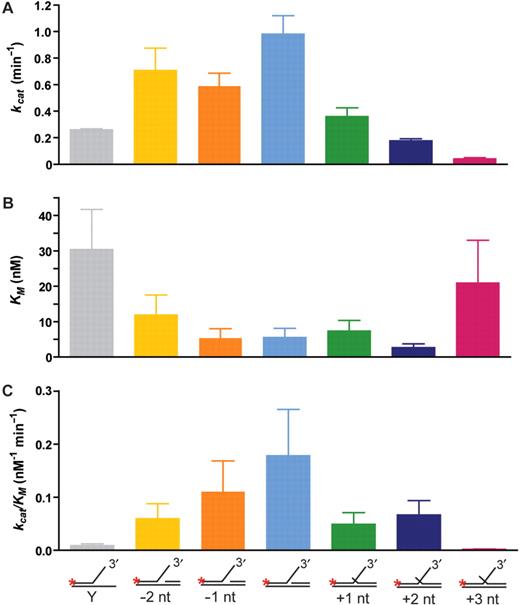 Comparison of Mus81-Mms4 kinetic values in relation to DNA advanced or retreated from the branch point. Kinetic parameters on DNA joint molecules related to a 3′-flapped substrate are plotted in direct comparison to the 3′-flapped structure. Kinetic analysis was performed on structures with the upstream 5′ duplex position retreated from the branch point by 1 nt (–1 nt) and 2 nt (–2 nt), or with the upstream duplex absent (Y); and on structures with the upstream 5′ duplex position advanced from the branch point to form a short 5′ flap of 1 nt (+1 nt), 2 nt (+2 nt) or 3 nt (+3 nt). (A)kcat (nM min−1), (B)KM (nM), (C) selectivity coefficient kcat/KM (nM−1 min−1). The data for the Y substrate are from Ehmsen and Heyer (13).