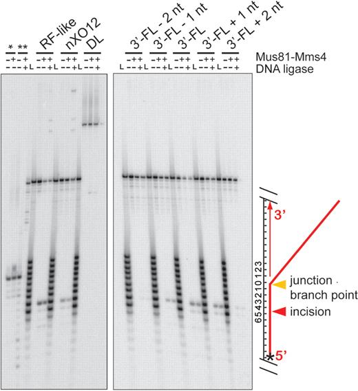 Mus81-Mms4 incises joint molecules at the branch point, adjacent to a phosphodiester backbone discontinuity. Denaturing urea–PAGE analysis of substrate incision sites on RF-like, nXO12, D-loop (DL) and five 3′-FL-related structures. Assays were performed with 10 nM His10-FLAG-Mus81/GST-Mms4, 50 nM substrate, 30 min at 30°C. Where indicated, reactions were then supplemented with 0.5 mM ATP/3 mM Mg(OAc)2 and 10 U T4 DNA ligase, with incubation at room temperature for 15 min. All assays were terminated by boiling at 95°C, 2 min, with immediate transfer to ice. Nicked duplex DNA without a 5′-phosphate (*) is unligated by T4 DNA ligase, whereas nicked duplex DNA with a 5′ phosphate (**) is ligated by T4 DNA ligase. ‘L’ represents an oligonucleotide size ladder. The scheme on the right side of the gel illustrates the substrate and cleavage site; the star denotes the position of the 5′ label.
