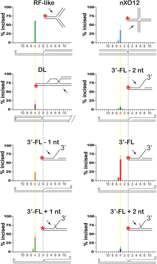 Mus81-Mms4 incises joint molecules at the branch point, adjacent to a phosphodiester backbone discontinuity. Quantitation of incision sites in Figure 3. Substrate branch point position is indicated by a vertical gray bar in all substrate schematics; the phosphodiester bond between the fourth and fifth nucleotides 5′ to the branch point is indicated by a vertical yellow bar.
