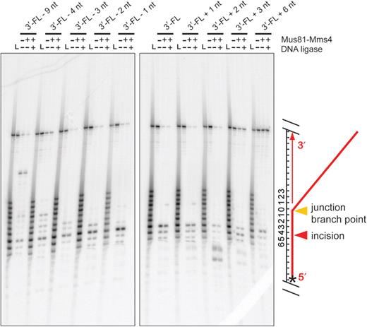 Mapping of Mus81-Mms4 incision sites at high protein to substrate ratio. Denaturing urea–PAGE analysis of substrate incision sites on RF-like, nXO12, D-loop (DL) and five 3′-FL-related structures. Assays were performed with 50 nM His10-FLAG-Mus81/GST-Mms4, 50 nM substrate, 30 min at 30°C. Where indicated, reactions were then supplemented with 0.5 mM ATP/3 mM Mg(OAc)2 and 10 U T4 DNA ligase, with incubation at room temperature for 15 min. All assays were terminated by boiling at 95°C, 2 min, with immediate transfer to ice. ‘L’ represents an oligonucleotide size ladder. The scheme on the right side of the gel illustrates the substrate and cleavage site; the star denotes the position of the 5′ label.
