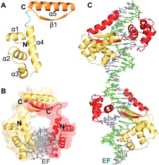 Overall structure of the KorA-OA* complex. (A) Schematic representation of the KorA monomer with the N-terminal DNA-binding domain (yellow), the linker (cyan) and the C-terminal dimerization module (orange). (B) Image of the KorA dimer (yellow and red) on a semitransparent molecular surface bound to its operator site, looking down the DNA axis. For clarity, the DNA (gray) is shown in only one of the two orientations present in the complex. (C) Pseudo-continuously stacked operator DNA bound to the KorA dimer (yellow and red). The DNA is shown with strands E (gray) and F (green) of one duplex.