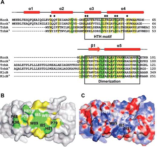 The dimerization module of KorA. (A) Multiple sequence alignment of RP4 and R751 (R751 members marked with °) proteins KorA, TrbA and KlcB (accession numbers as listed above and shared identity toward full-length KorARP4: P03052, 100%; Q57423, 79%; Q01716, 51%; Q56468, 59%; P52605, 32%; and P52604, 41%). The secondary structure elements of KorA are represented above the aligned sequences. Identical and similar residues are highlighted in green and yellow, respectively. Dots mark KorA residues specifically involved in DNA interaction. Sequences corresponding to the HTH or dimerization motifs are enclosed in boxes. (B) The molecular surface of the KorA dimerization region (top view) reveals a patch of highly conserved residues. Side chains of identical and similar residues, as seen in the sequence alignment (A), are highlighted in green and yellow, respectively. Residues of one KorA monomer are labeled with the same color (black or white). (C) Electrostatic surface potential of the KorA dimerization region (top view); positive charge in blue, negative charge in red. Residues possibly involved in protein–protein interactions are labeled in black and white.