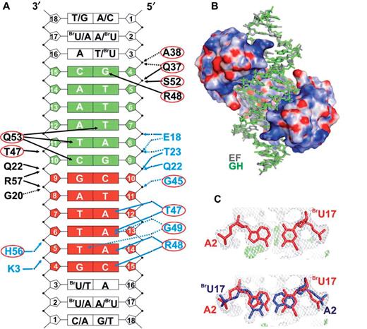 KorA binds its operator binding site. (A) OA* with the central 12-bp consensus operator sequence in red and green. (In OA the BrU bases are replaced by T.) The symmetric operator has two half-sites, each of which binds one KorA monomer in identical geometry. Two different types of protein–DNA interactions are shown in the two half-sites. In the top half-site (green), only direct protein–DNA contacts are shown, whereas water-mediated interactions are shown in the bottom half-site. Both types of interactions occur simultaneously in both half-sites of the operator DNA. Amino acids circled in red are from the HTH motif of KorA. Direct hydrogen-bonded contacts, involving protein side chains and DNA, are indicated by black solid arrows, those between protein backbone and DNA by black dotted arrows. Contacts mediated by water molecules are marked by blue arrows, those between protein side chains and DNA by blue solid lines, and those between protein backbone and DNA by blue dotted lines. (B) Electrostatic surface potential of KorA; positive charge of the protein in blue and negative charge in red. The DNA is bound to the KorA dimer in two orientations with duplexes EF (gray) and GH (green). (C) Two-fold disorder of KorA-bound OA* DNA. Left, base pair A2-BrU17 with electron density before allowing for 2-fold disorder of the KorA-bound DNA. Right, A2-BrU17 base pairs of the superimposed DNA duplexes EF (red) and GH (blue) after refinement. The 2Fo–Fc density (gray) is contoured at 1.0 σ, the Fo–Fc difference density (green) is contoured at 3.0 σ.
